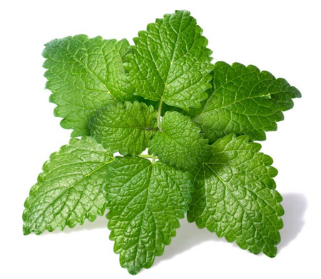 Melisa Plant ekstrakt 30 ml - skoncentrowany ekstrakt