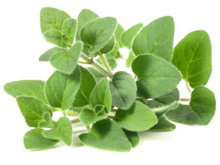 Oregano skoncentrowany destylat 60kaps. trawienie, pasożyty, odporność