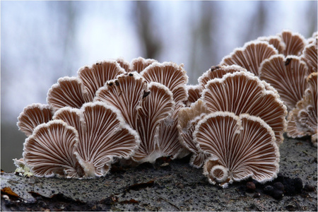 Schizophyllum commune (Schizofylan 10 %) – ekstrakt standaryzowany CERTYFIKAT 60 kaps.