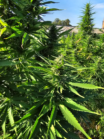 CBD RED 35g mielona Herbatka konopna