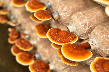 Reishi (Ganoderma lucidum)– ekstrakt standaryzowany na polisacharydy i triterpeny ( 13 % i 6 % ) CERTYFIKAT 60 kaps.