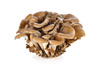 Maitake (Grifolan – Grifola frondosa) – ekstrakt standaryzowany na Grifolan ( 30 % ) CERTYFIKAT 60 kaps.