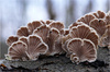 Schizophyllum commune (Schizofylan 10 %) – ekstrakt standaryzowany CERTYFIKAT 60 kaps.
