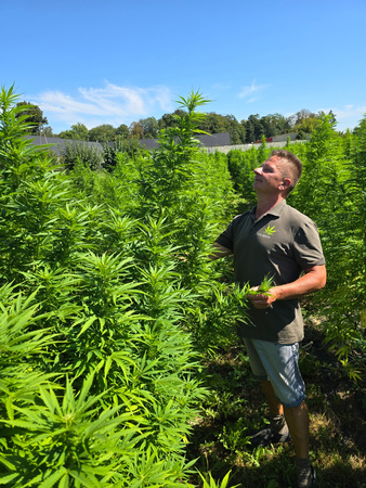 1kg CBD mielona herbata w opakowaniu zbiorczym